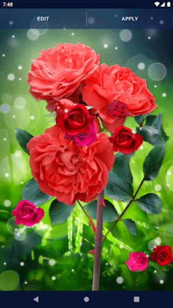 Red Rose Live Wallpaper Ảnh chụp màn hình 0