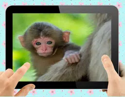 Baby Monkey Capture d'écran 0
