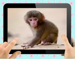 Baby Monkey Capture d'écran 1