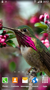 Hummingbirds Live Wallpaper Zrzut ekranu 3