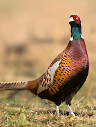 Pheasant sounds Captura de pantalla 0