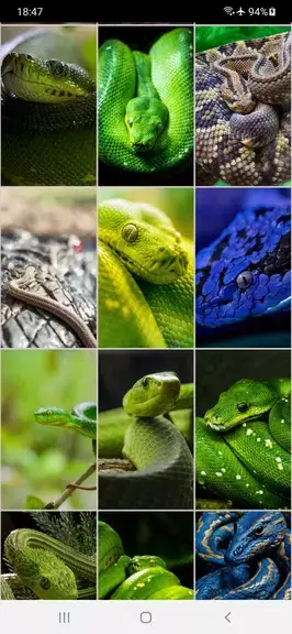 Snake Wallpapers ဖန်သားပြင်ဓာတ်ပုံ 3