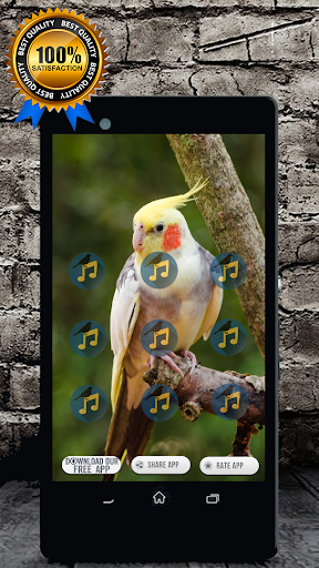 Cockatiel Singing : Cockatiel Sounds স্ক্রিনশট 1