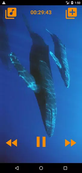 Whales songs to sleep Screenshot 2