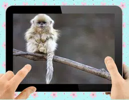 Baby Monkey Capture d'écran 2